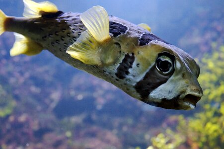 Underwater world close up boxfish photo