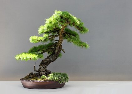 Culture japan garden larix photo