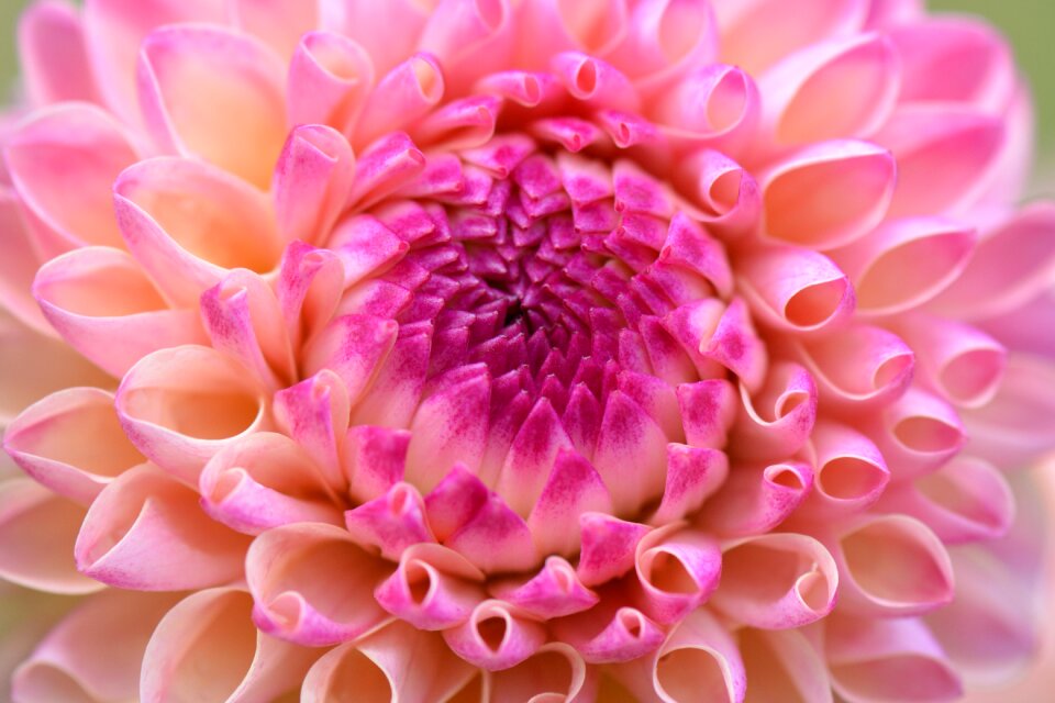 Nature dahlia pink