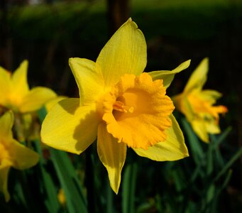 Yellow nature narcissus pseudonarcissus photo