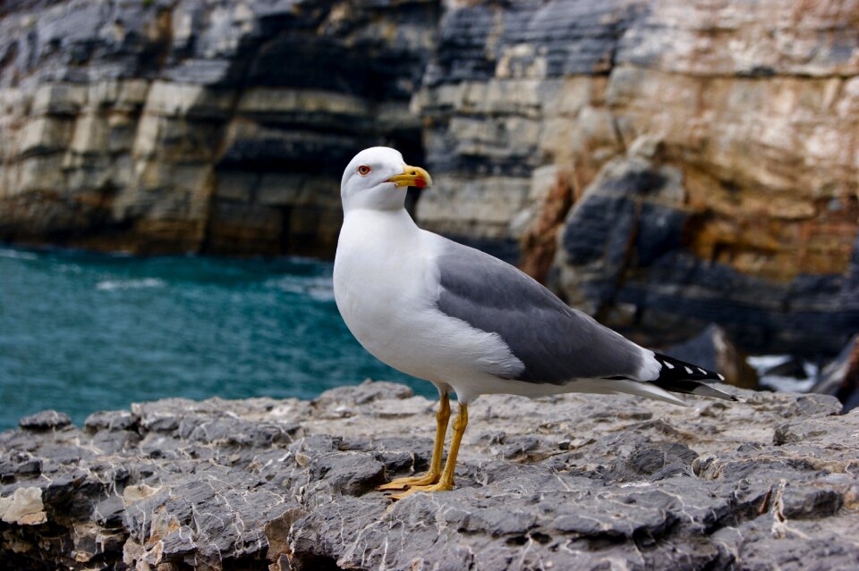 Lake birds landscape