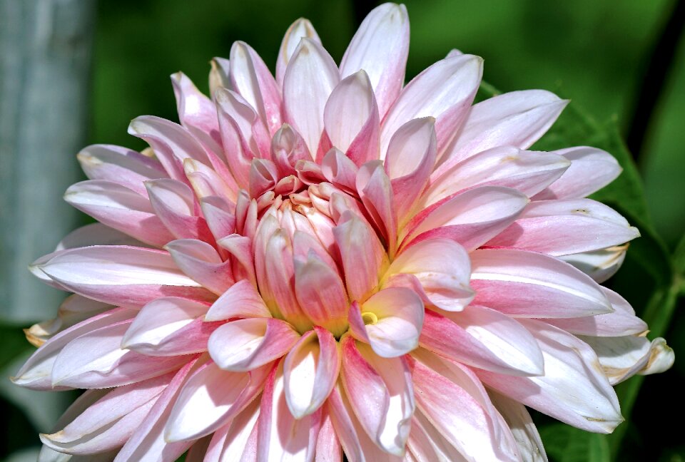 Blossom bloom flower