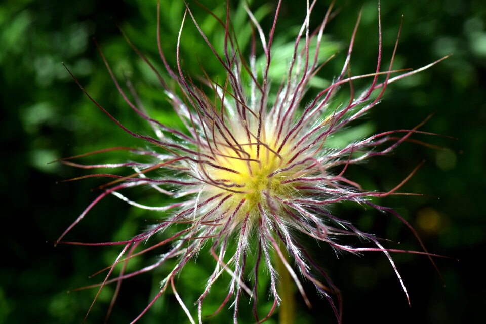 Flower nature common pasque flower