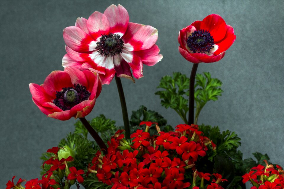 Thick sheet greenhouse ornamental plant flowers anemone