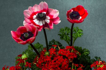 Thick sheet greenhouse ornamental plant flowers anemone photo