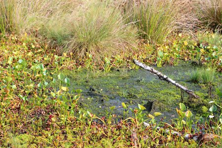 Nature wetland moorland photo