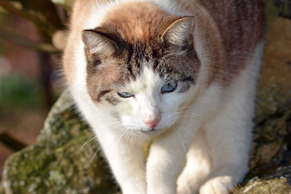 Animals animal portrait photo