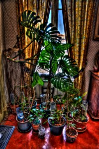 DSC_1742_45_49_50_51_52_53_tonemapped 