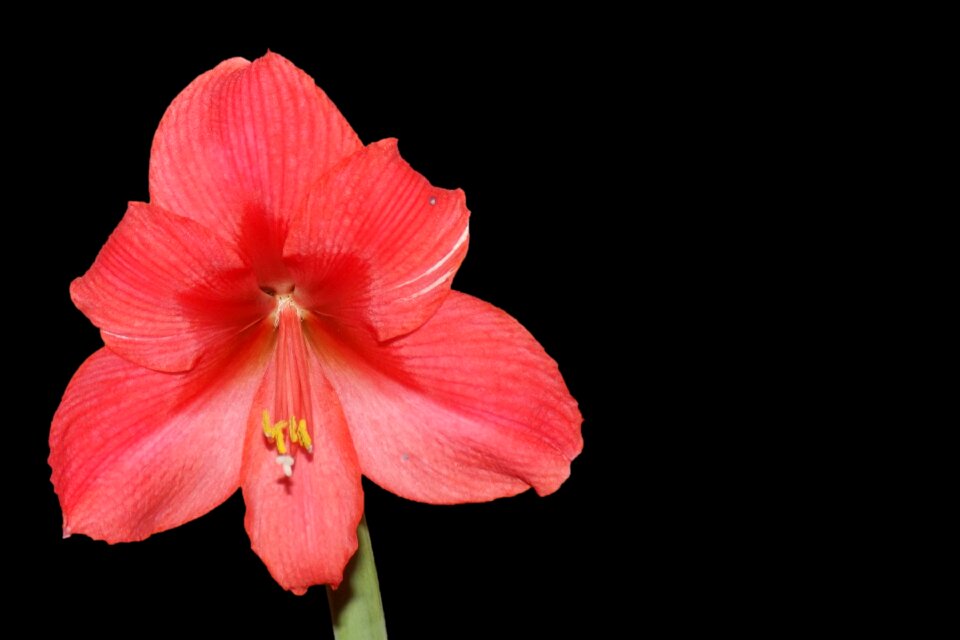 Flower red gorgeous