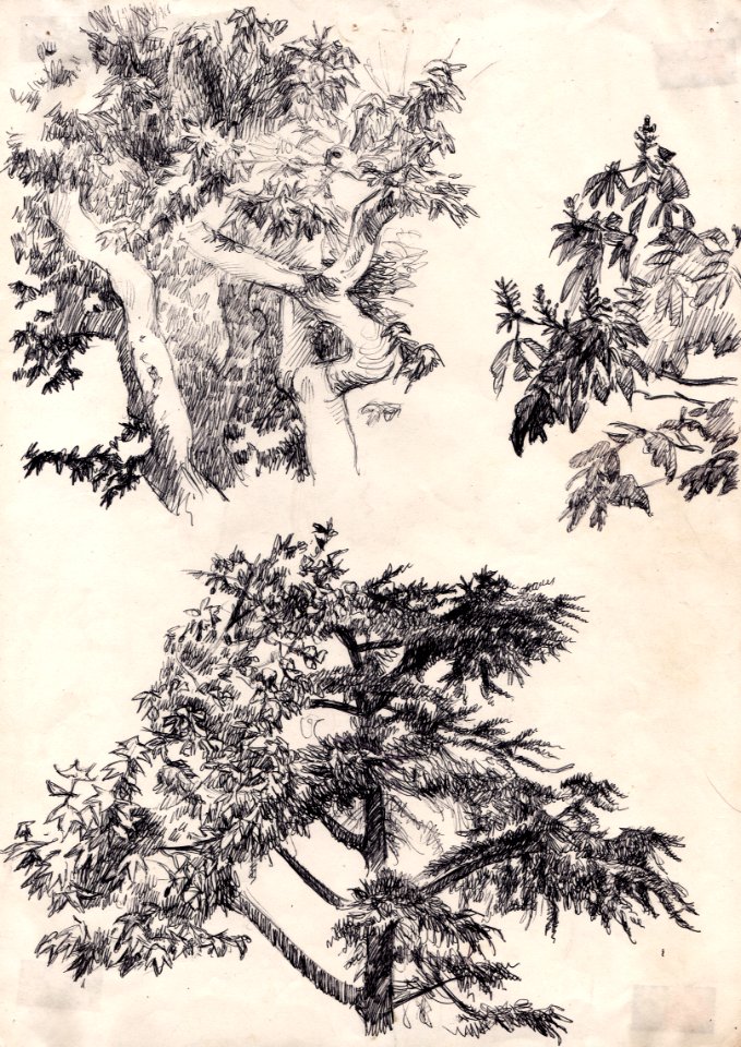 Arbres à La Pomme, crayon à bille sur papier, Marseille… 