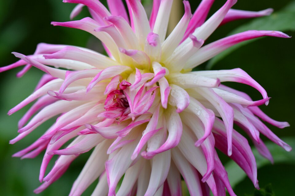 White pink colorful