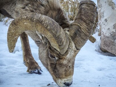Wild yellowstone grazing