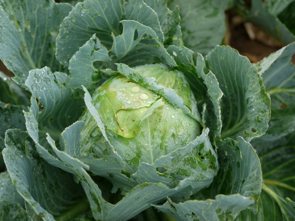 Field cultivation garden