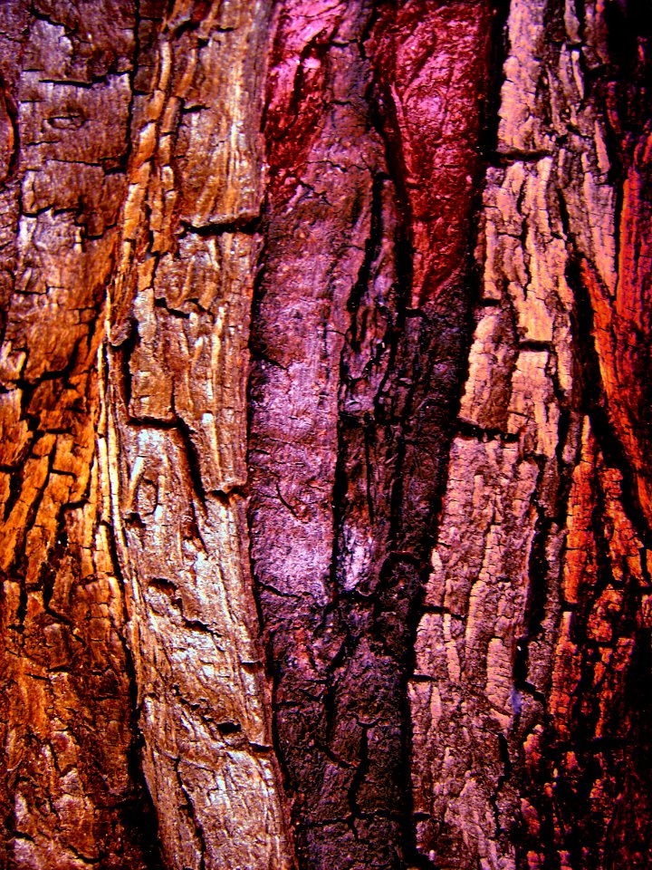 mon arbre à l'estaque (2004) 