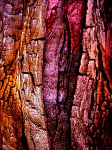 mon arbre à l'estaque (2004) 