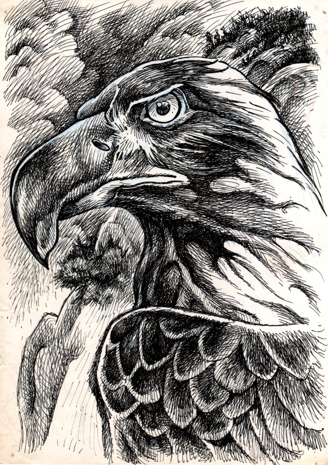 Aigle 