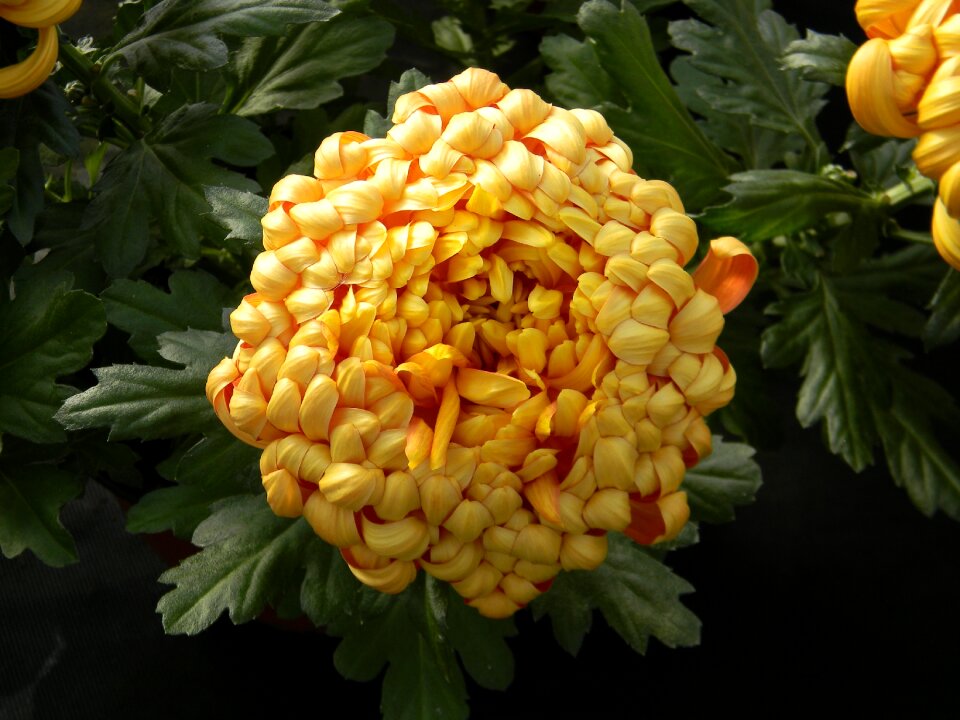 Flower petal plant
