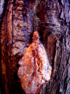 arbre à l'estaque, 2004 