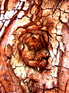 arbre à l'estaque, 2004 photo