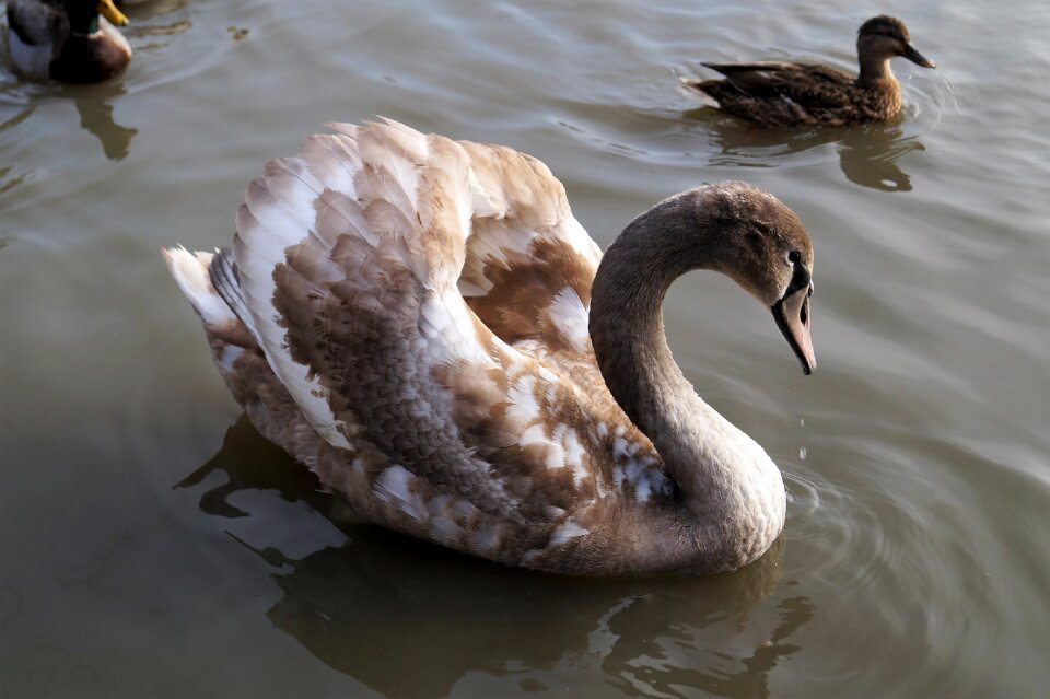 Water bird feather wings