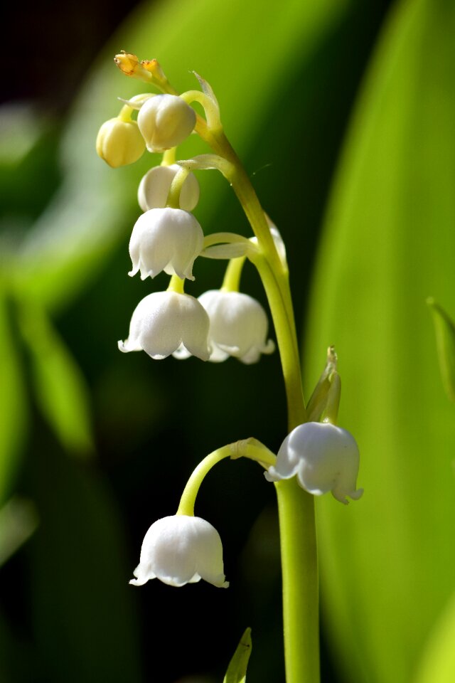 White flower fragrance