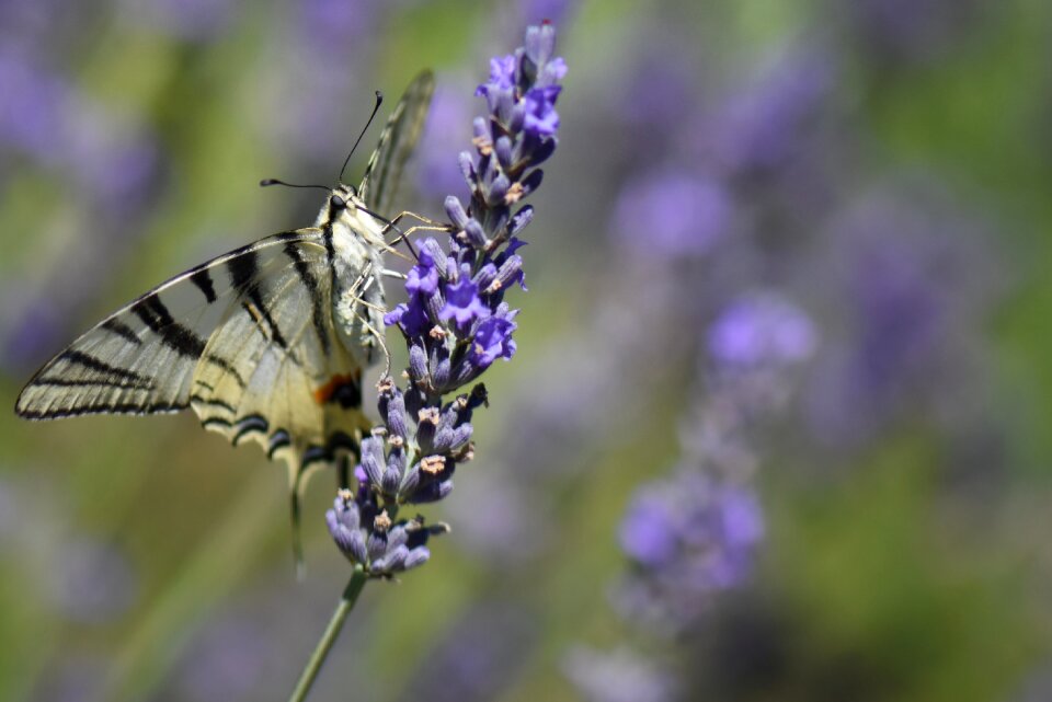 Purple bug flower photo