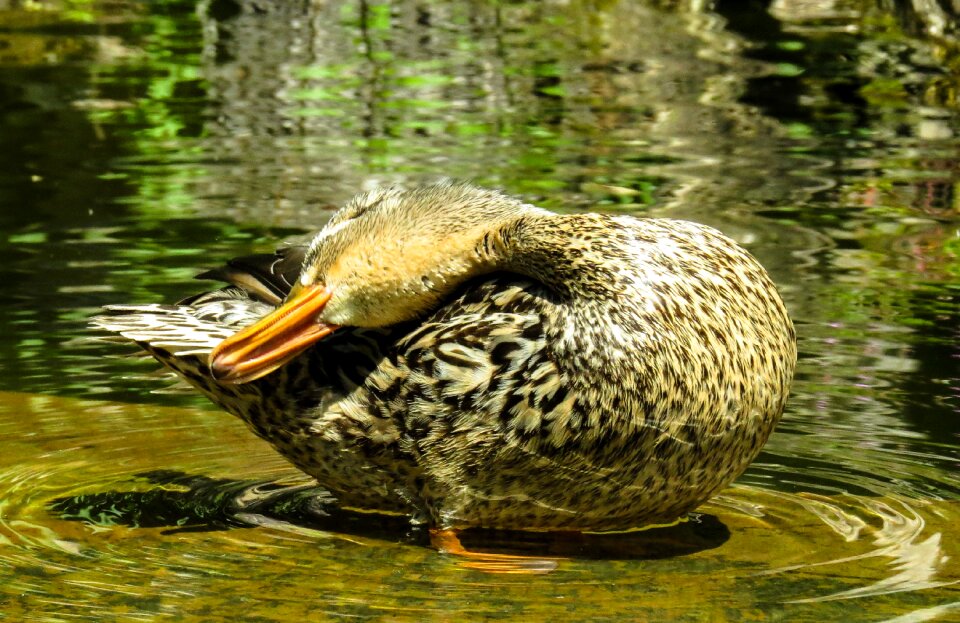 Water feather bill