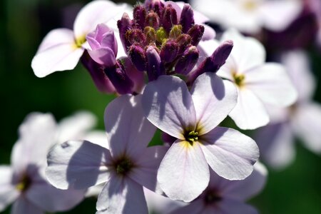 Blossom bloom purple