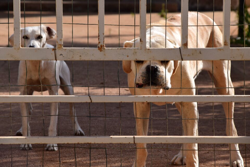 Canecorso behind barriers dog behind bars
