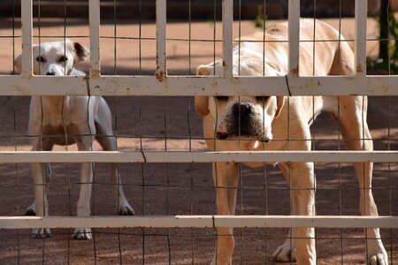 Canecorso behind barriers dog behind bars photo