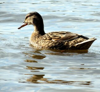 Bird feathers water