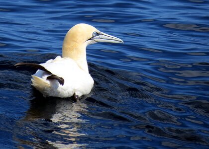 Bird feathers water