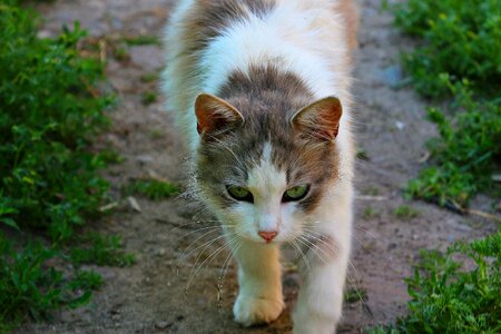 Animal wool tenderness photo