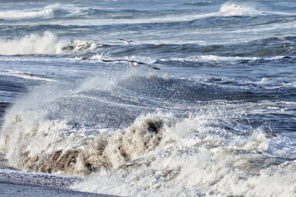 Wave sea gull seagull