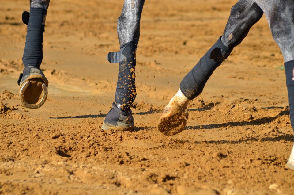 Horse dressage stride