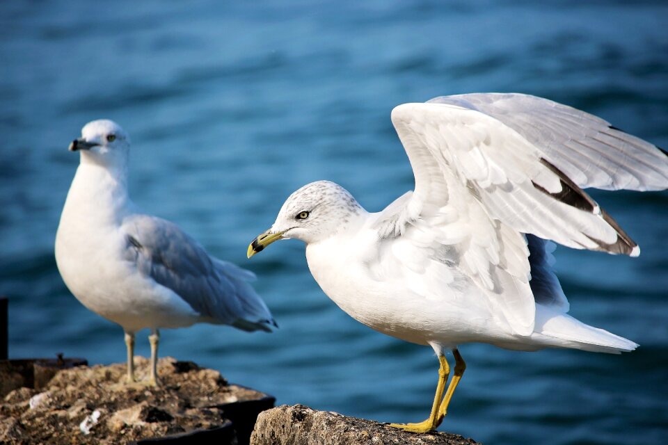 Sea birds wings feathers