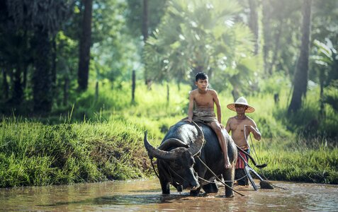 Asia cambodia countryside photo