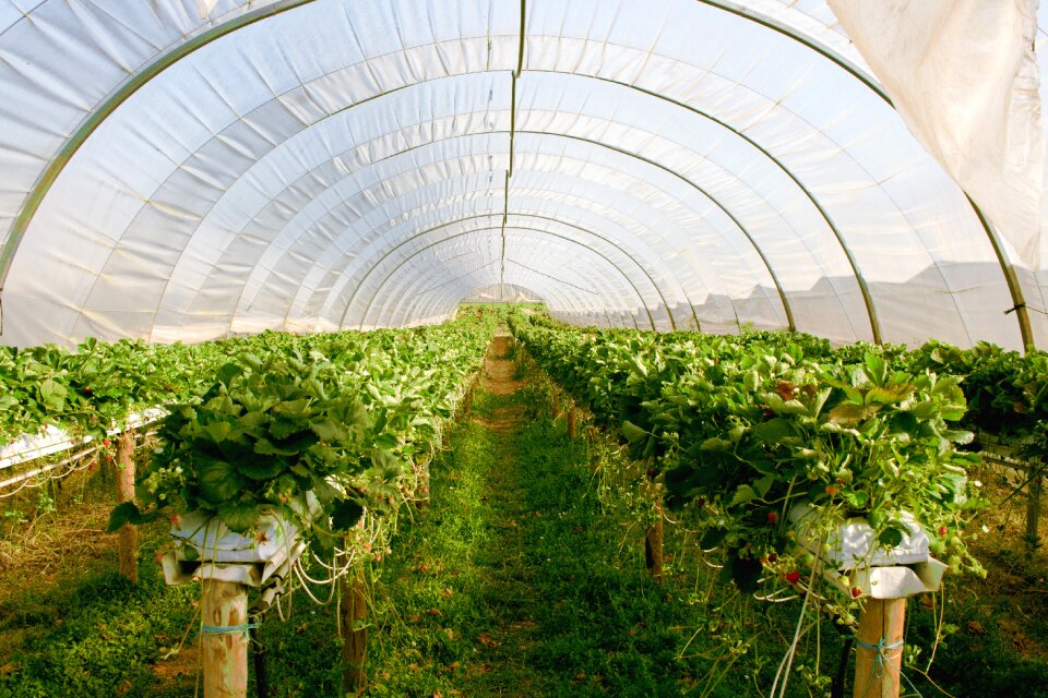 Greenhouse plant strawberries