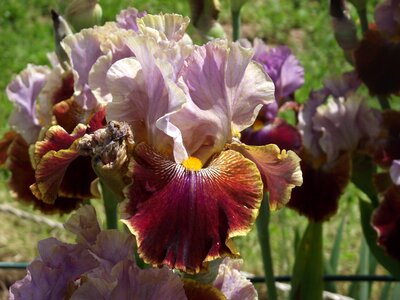 Bearded iris schwertliliengewaechs perennials