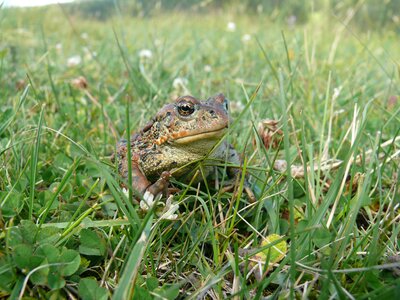 Amphibian rainforest animal