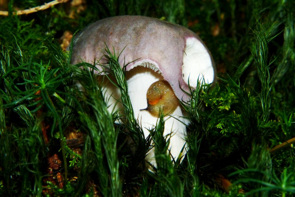 Agaric mushroom snail