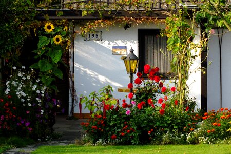 Garden shed cottage sunflower