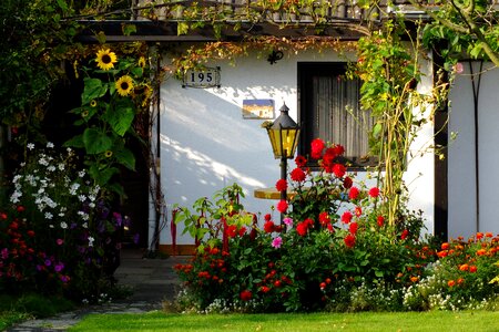 Garden shed cottage sunflower photo