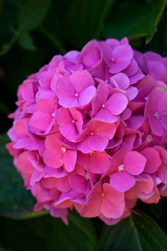 Hydrangea petal summer