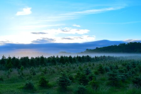 Sunrise pine trees landscape photo