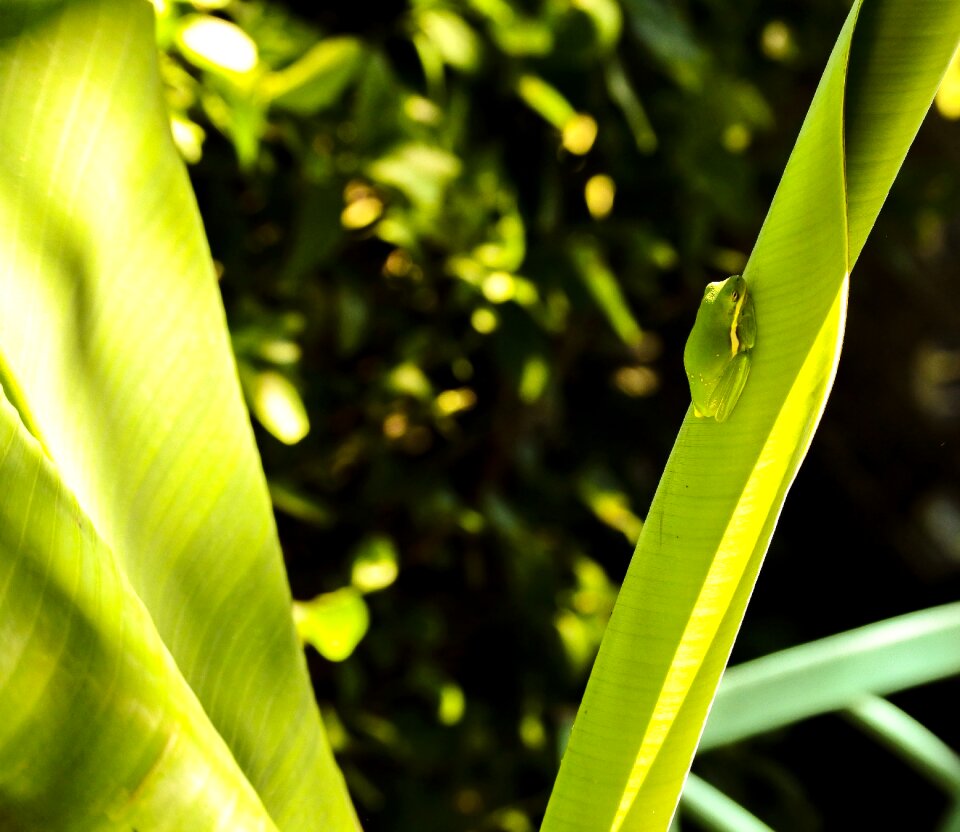 Tree frog banana tree summer