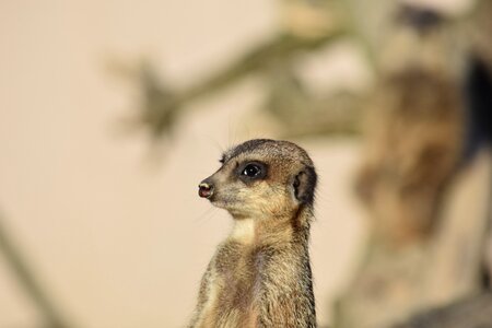 Mammal curious vigilant