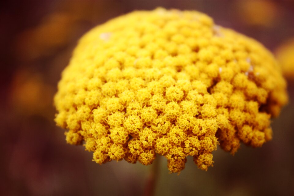 Autumn fall natural