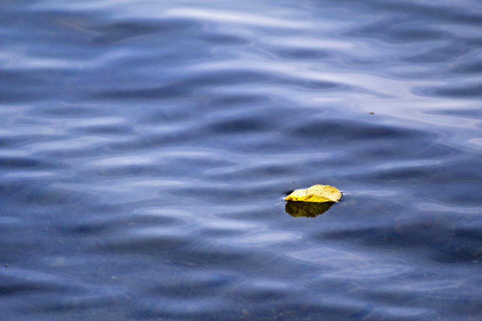 Sheet in the water leaf mirroring