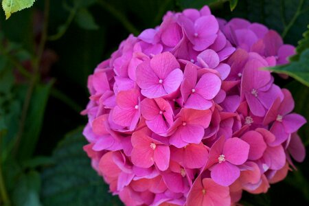 Rose summer garden